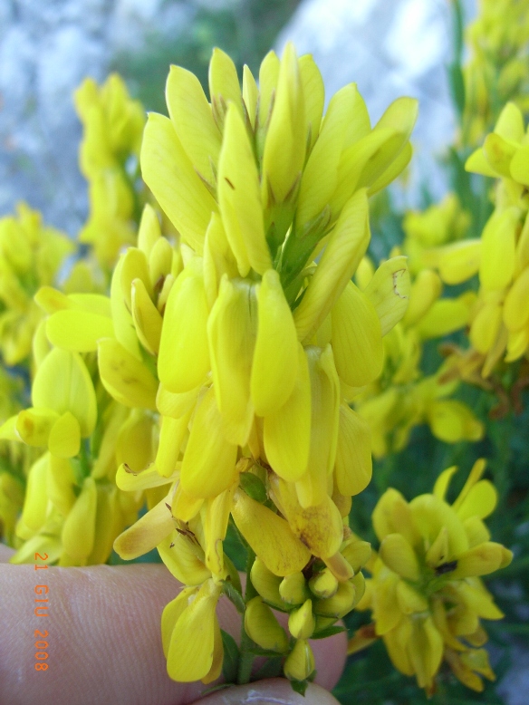 Genista tinctoria / Ginestra minore